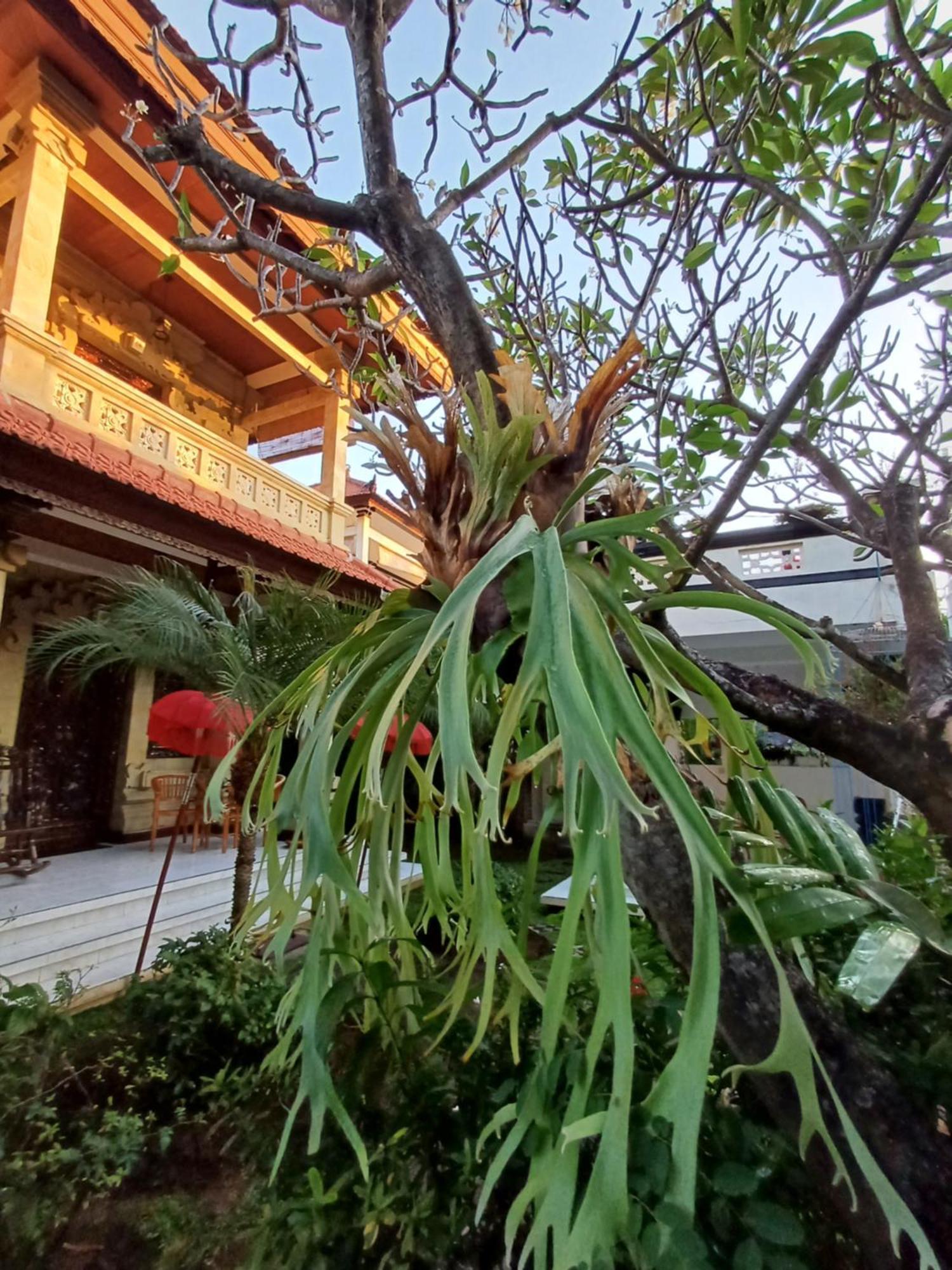 Balinda Rooms & Villa Lovina  Ruang foto